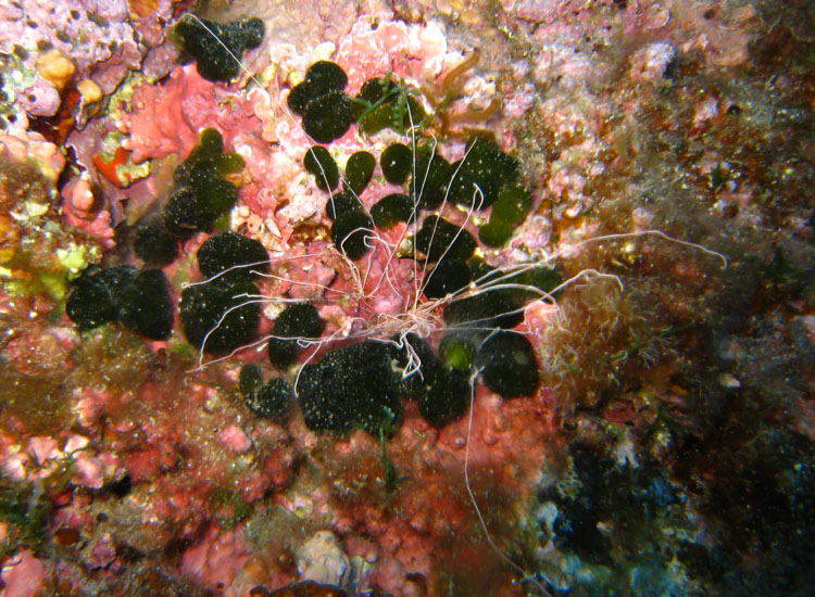 Eupolymnia sp.